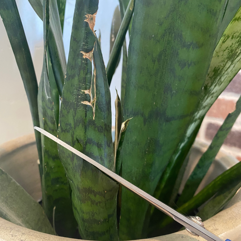 How to get a Snake Plant to Grow Straight